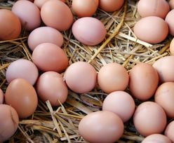 Polska jest jednym z największych eksporterów jaj w Unii. To zasługa dwóch województw