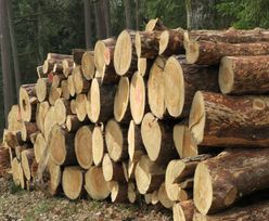 Sprzeczne informacje dotyczące drewna. Ministerstwo: nie ma danych potwierdzających wzrost eksportu drewna poza Europę