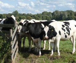 Krowy kontra klimat. Wielkopowierzchniowe hodowle produkują tyle gazów cieplarnianych, co USA
