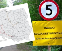 ASF w Polsce. Producenci trzody chlewnej chwalą GDDKiA
