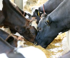 Afera z mięsem chorych krów. Polska będzie tłumaczyć się w Brukseli