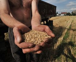 Rolnictwo w Polsce. Zapowiadają się dobre zbiory, ale ceny ziarna niskie