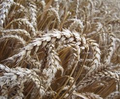 Produkcja zbóż w UE wyższa mimo złej pogody