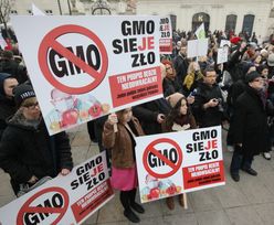 GMO groźne dla zdrowia? Naukowcy: Nie ma dowodów