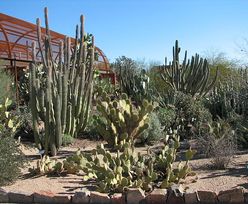Sadzenie kaktusa