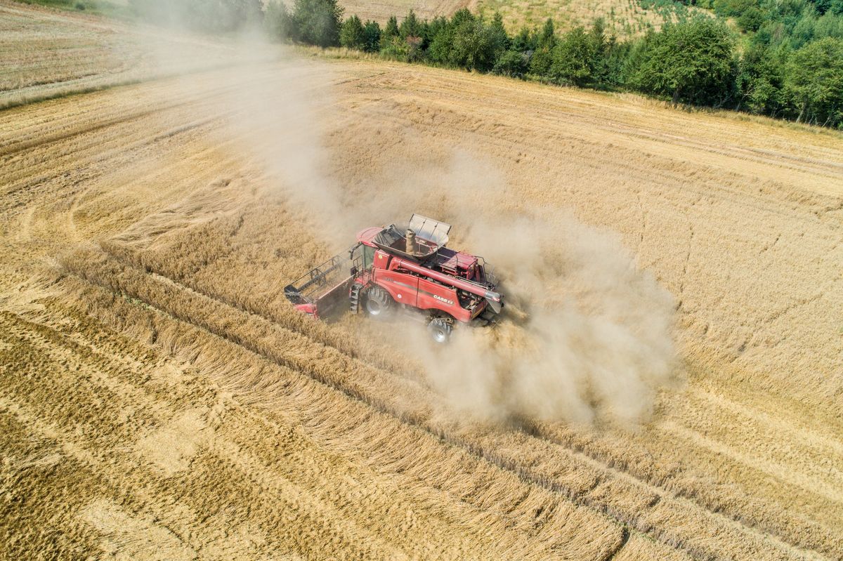 Otro país quiere seguir los pasos de Polonia.  Bulgaria prohibirá las importaciones de cereales de Ucrania