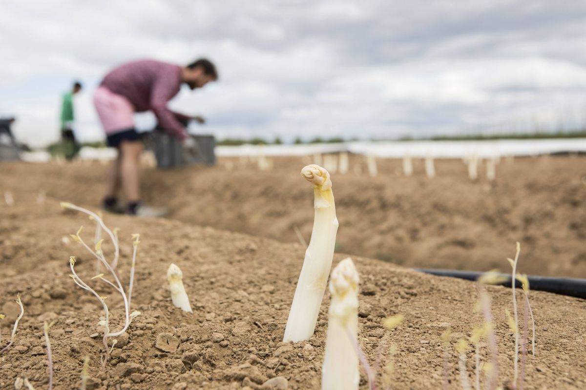 Plantat la o fermă de sparanghel.  „Trebuie să lucrăm pentru a plăti cazare”