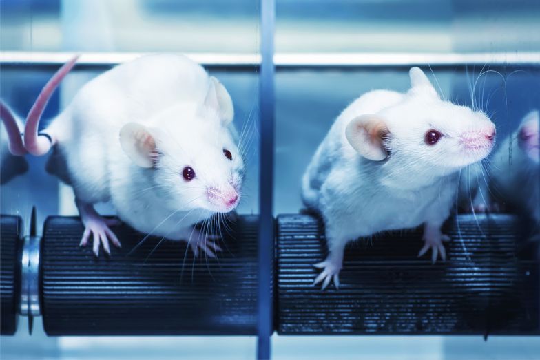 Testy na zwierzętach powinny być eliminowane - uważa Komisja Europejska