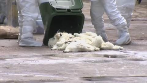 Ptasia grypa w Hong Kongu. Zabili 20 tysięcy kurczaków