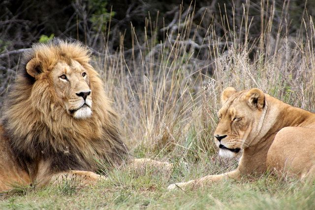 W chińskim zoo odkryto "lwa", który szczekał