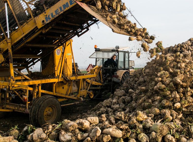 Plantatorzy buraków chcą szybkiej prywatyzacji Krajowej Spółki Cukrowej