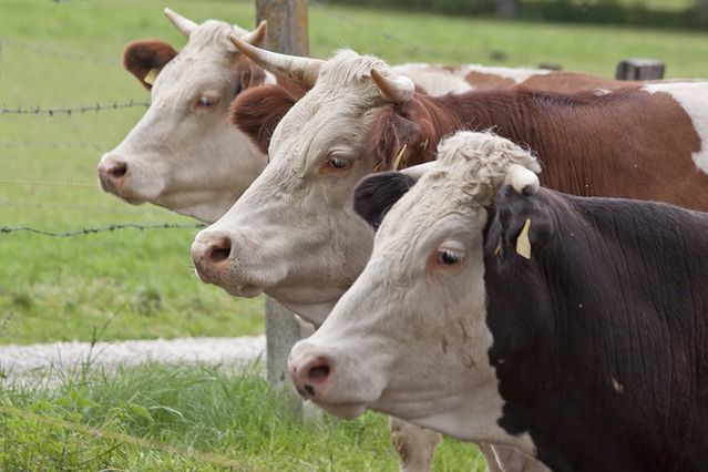 Polski Związek Hodowców i Producentów Bydła Mięsnego podpisał umowę o współpracy z Tureckim Związkiem Hodowców Bydła