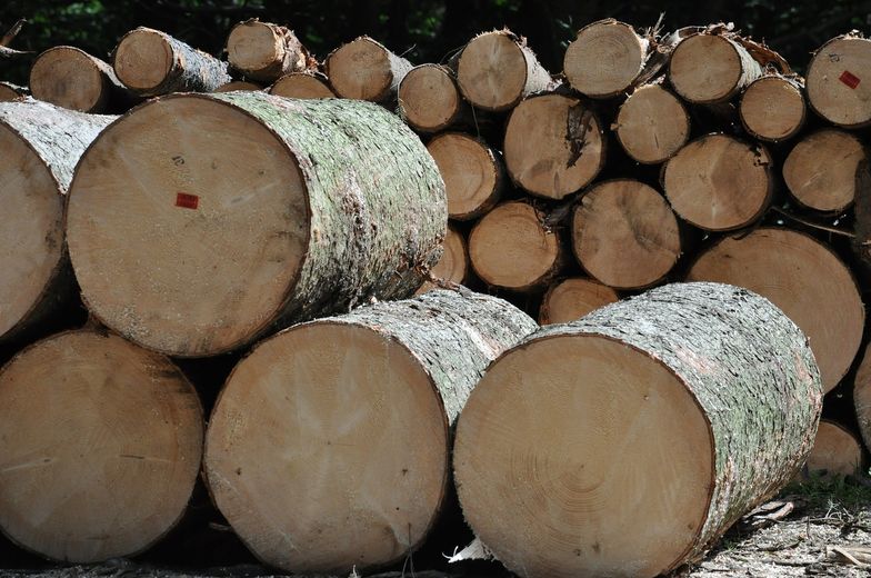 Karczowanie drzew przy torach. PKP wycięło 250 tys. drzew w ubiegłym roku