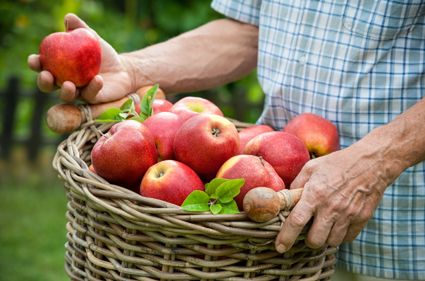 Embargo na jabłka. Białoruś chce współpracować z polskimi sadownikami