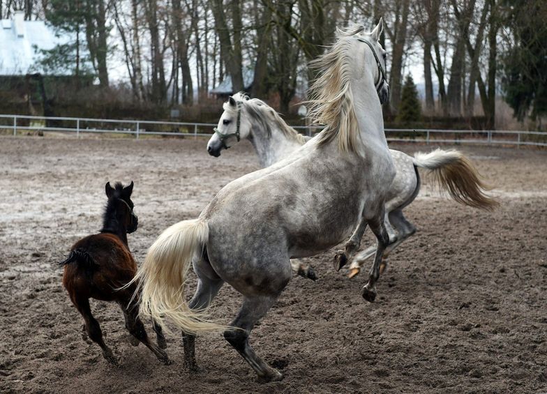 Aukcja koni Pride of Poland ma przynieść 2,5 mln euro. ANR przedstawia szacunki