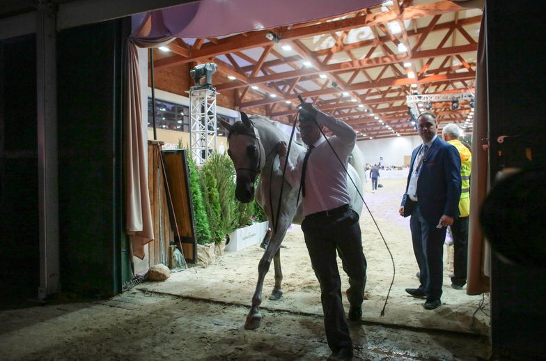Tak źle nie było od lat. Tylko 410 tys. euro za konie na aukcji Pride of Poland w Janowie Podlaskim