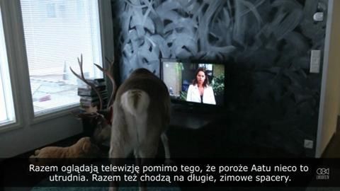 Fiński renifer, który uwielbia oglądać telewizję
