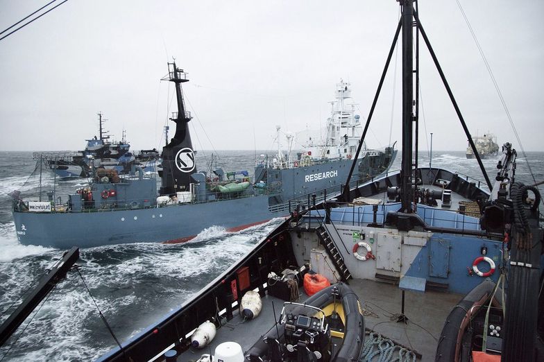 Połów wielorybów. Japonia żąda od Holandii powstrzymania ekologów