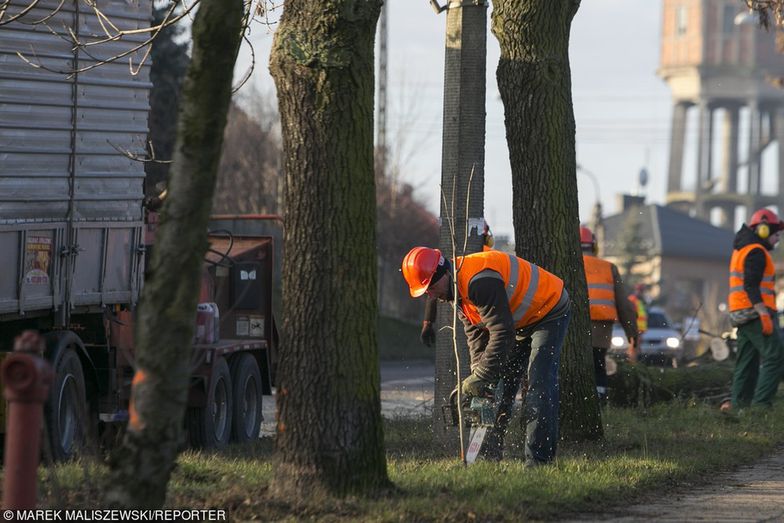 Wycinka drzew. Zmiany w Lex Szyszko na najbliższym posiedzeniu Sejmu