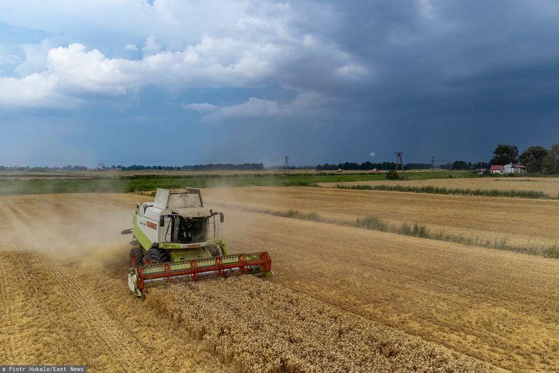 Polscy rolnicy boją się ukraińskiego zboża. Jest czego?