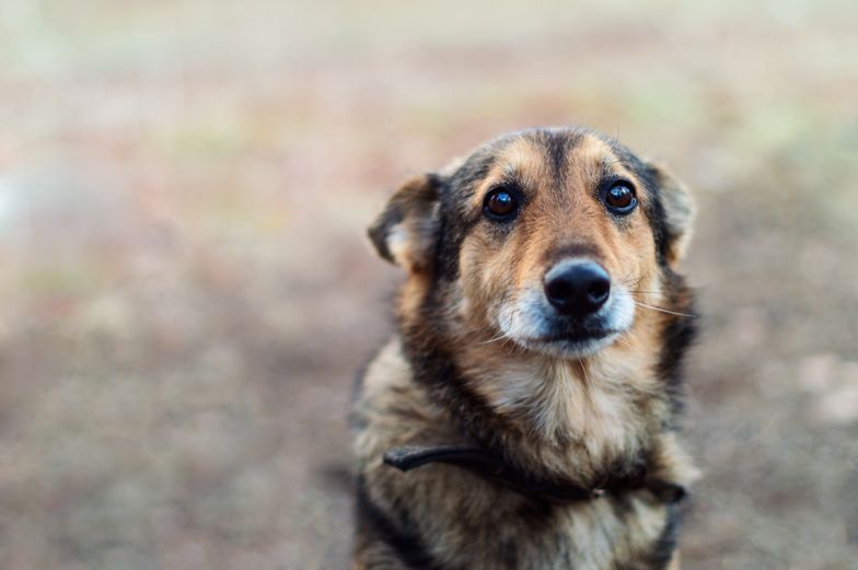 PiS zapowiada nowe przepisy. "Obowiązek chipowania psów"