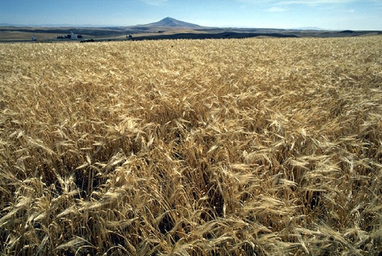 Eksport zbóż z Ukrainy wraca do poziomu sprzed wojny. Polscy rolnicy są zaniepokojeni
