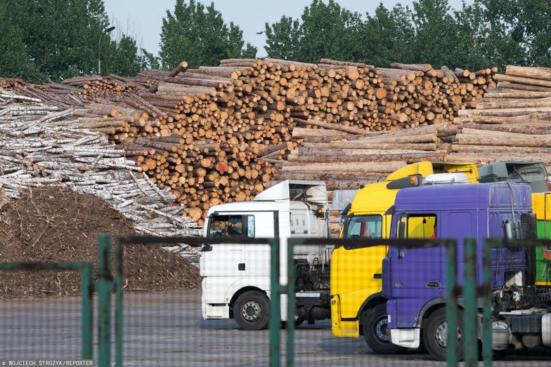 Polskie drewno sprzedaje się na pniu. Pojawiają się zarzuty, że wyjeżdża za granicę. Czy słuszne?