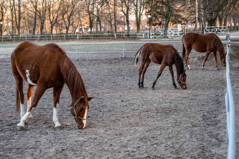 Niepokoją doniesienia o warunkach, w jakich trzymane są cenne konie w stadninie w Janowie Podlaskim. 