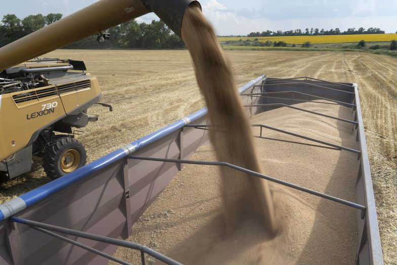 USA kupią ponad 100 tys. ton pszenicy od Ukrainy
