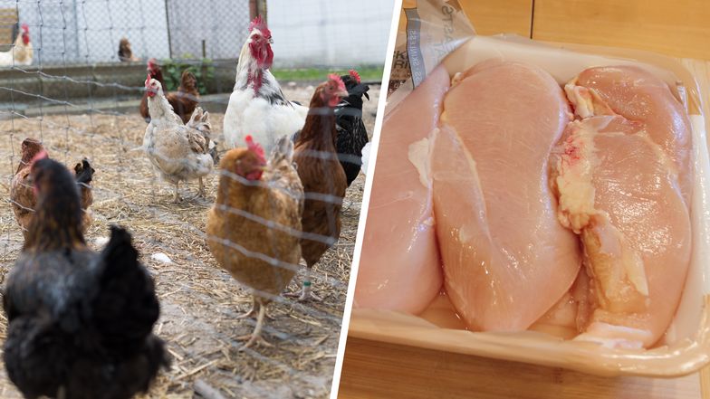 Kurczaki w Polsce były karmione olejami do produkcji smarów. Skala przeraża