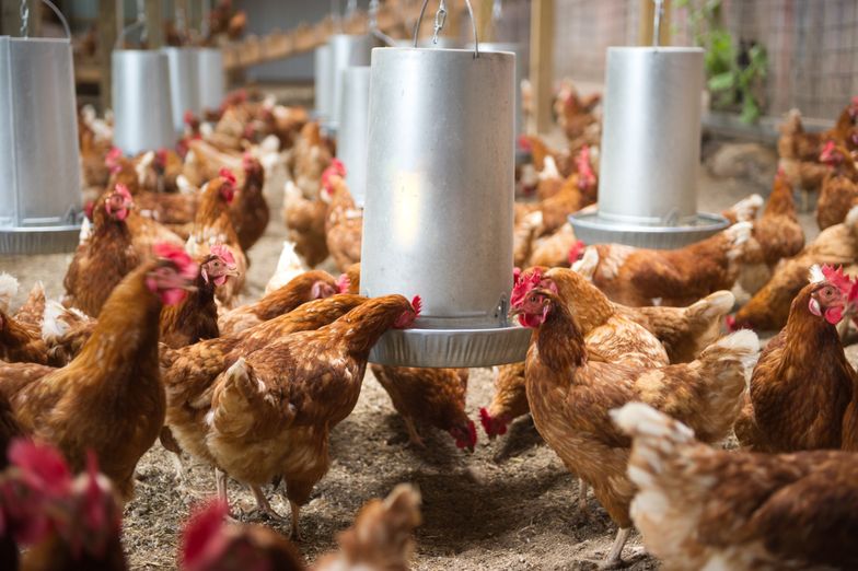 Kurczaki piją izotoniki, zestresowane krowy mogą nie dać mleka. Europie grozi kryzys żywnościowy