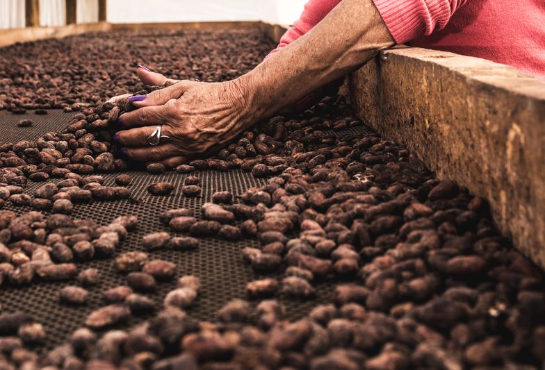 Złe wieści dla amatorów czekolady. Kakao najdroższe od ponad 5 miesięcy