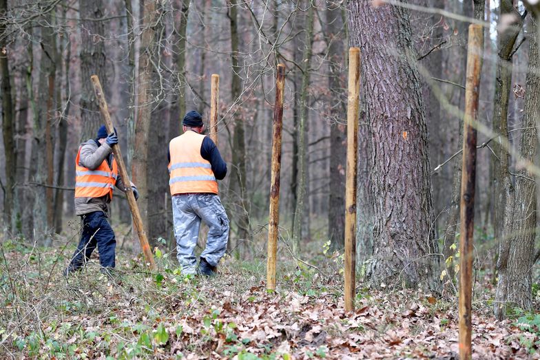 ASF. Rząd planuje zwiększyć dopłaty dla rolników z zagrożonych regionów