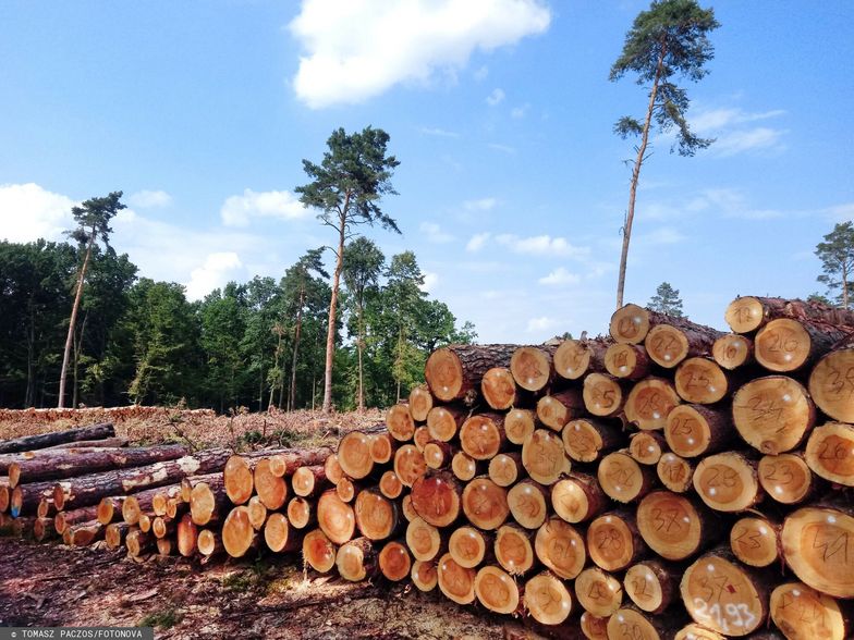 UE chce chronić lasy. A według polskich Lasów Państwowych taki pomysł to katastrofa