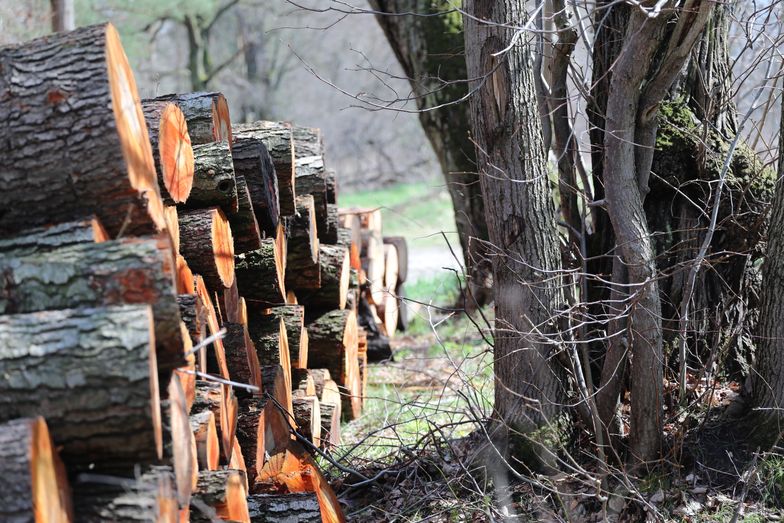 Polacy masowo kupują drewno na opał. Lasy Państwowe mówią o niepotrzebnej panice