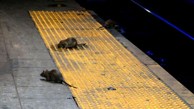 Nowy Jork szuka szczurołapa. Pensja: 170 tys. dolarów