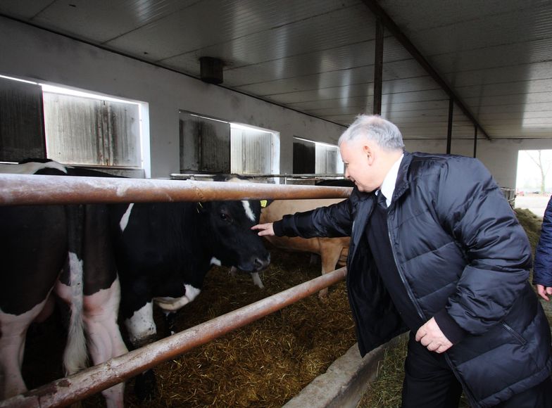 Krowa+. Propozycja Jarosława Kaczyńskiego dla rolników nawet nie została zgłoszona do Komisji Europejskiej