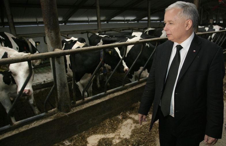 Jarosław Kaczyński obiecał program krowa+