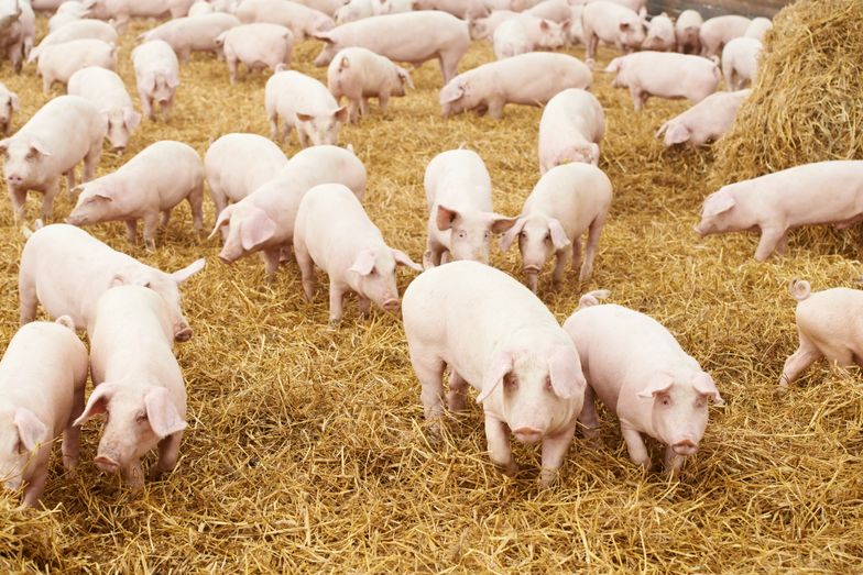 W ostatnim roku liczba polskich świń się skurczyła. I to wcale nie przez pomór