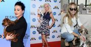 Pies na ściance, czyli najmodniejszy... dodatek do sukienki. Które polskie gwiazdy pozują w stylu Paris Hilton?