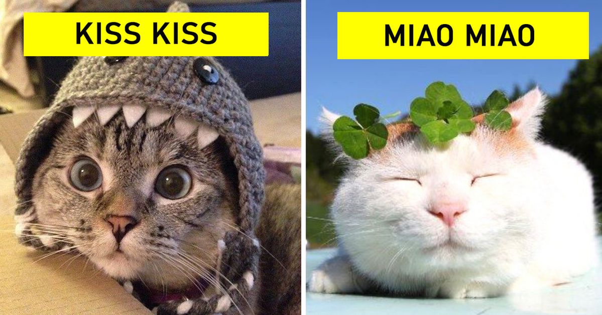 How to Call a Cat? 17 Ways to Do It Depending on the Country You Are in at the Moment