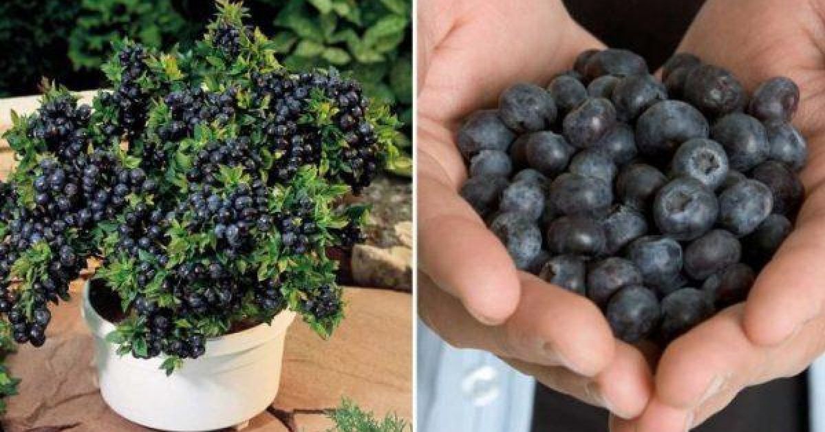 6 Hints How to Grow Your Blueberry at Home. It’s Much Easier Than You Think