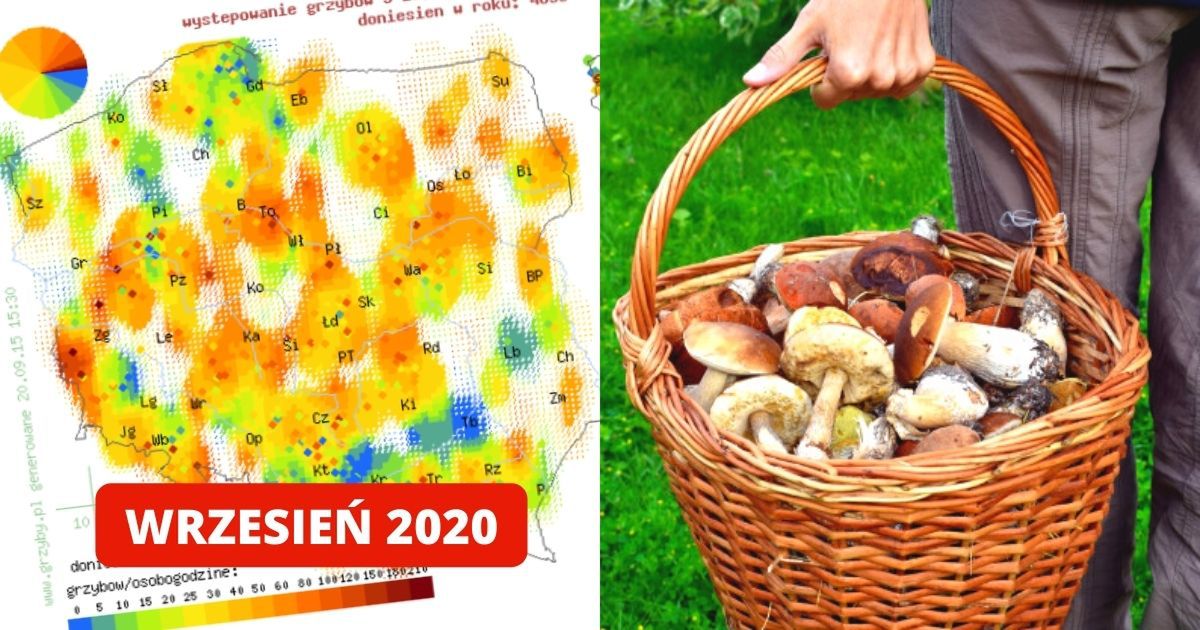 Miejsca w Polsce, w których będzie wrześniowy wysyp grzybów. Mamy dokładną mapę!