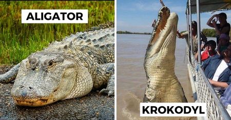 23 (nie)takie same rzeczy, które często można pomylić ze sobą. Różnice nie zawsze są oczywiste!