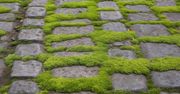 Posyp kostkę brukową, a mech zacznie schodzić płatami. Patent, który zadziałał, kiedy inne zawiodły