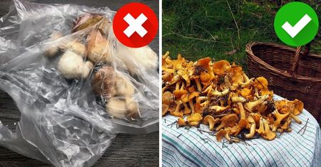 Grzyby - na co zwracać uwagę podczas zakupów