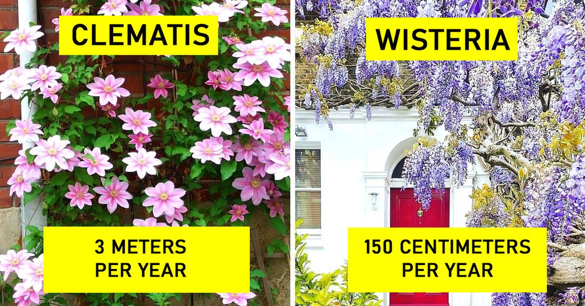 11 Spectacular Quickly-Growing Plants That Will Satisfy Even the Most Impatient Gardeners