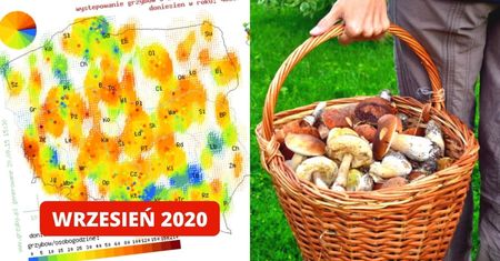 Miejsca w Polsce, w których będzie wrześniowy wysyp grzybów. Mamy dokładną mapę!