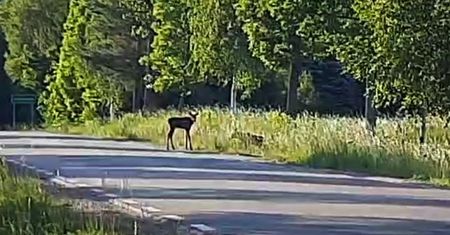 Policjanci z Ełku ratują dwa małe łosie po wypadku drogowym