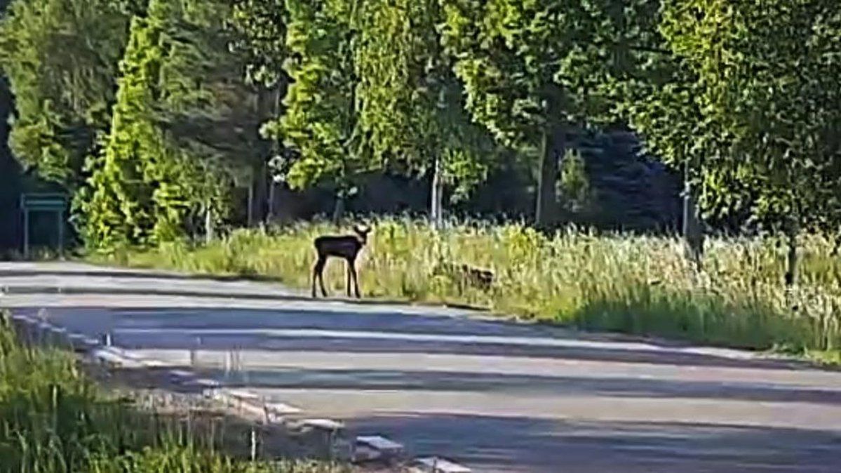 Policjanci z Ełku ratują dwa małe łosie po wypadku drogowym
